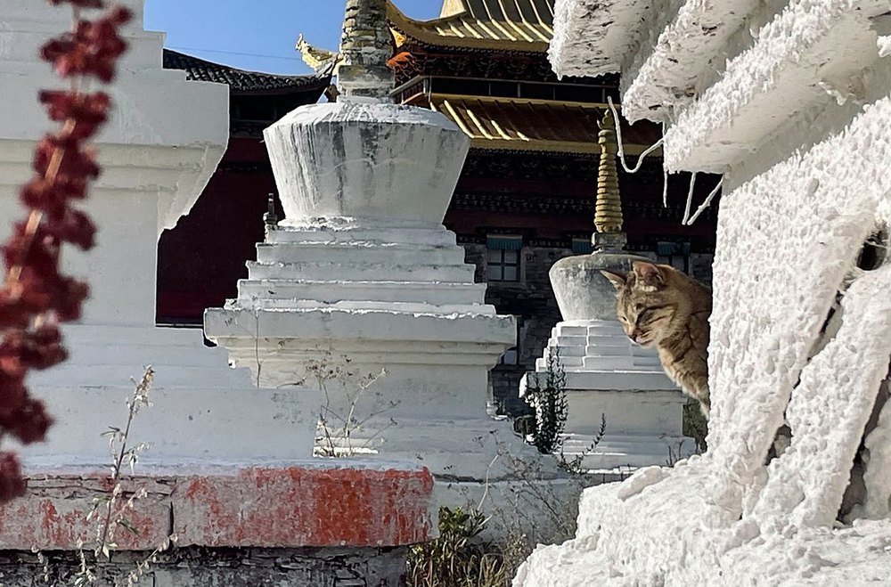 Groupe de stupas blancs, un chat roux accroupi contre l'un d'eux