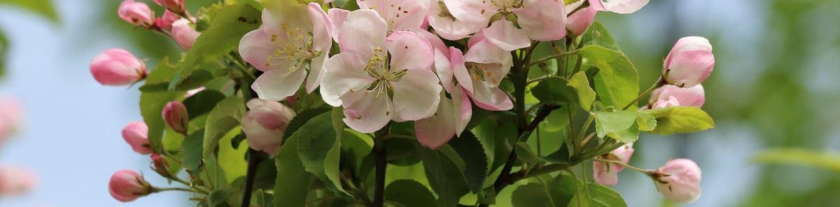 Apple blossom