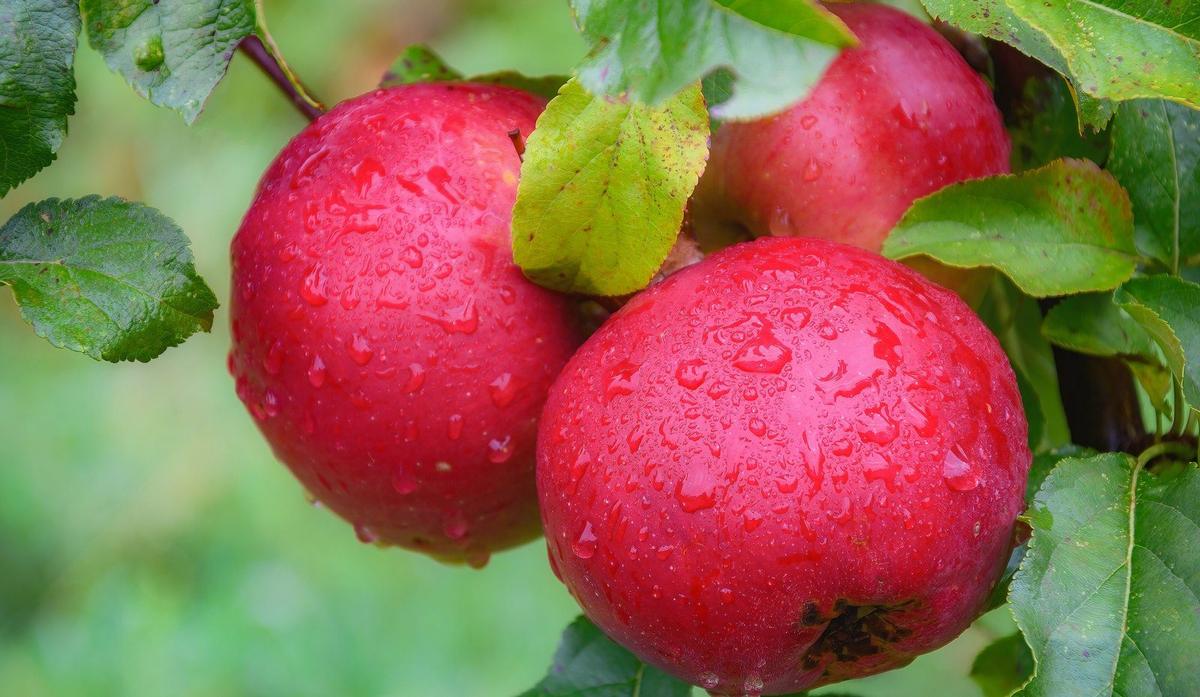 Ripe apples on a branch