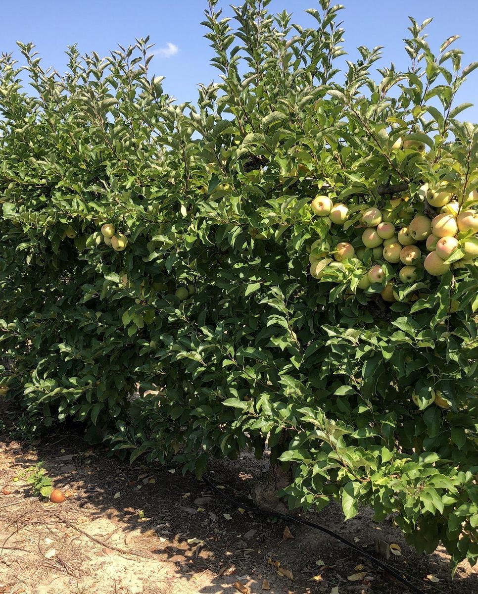 Golden Delicious trees with ripening fruit