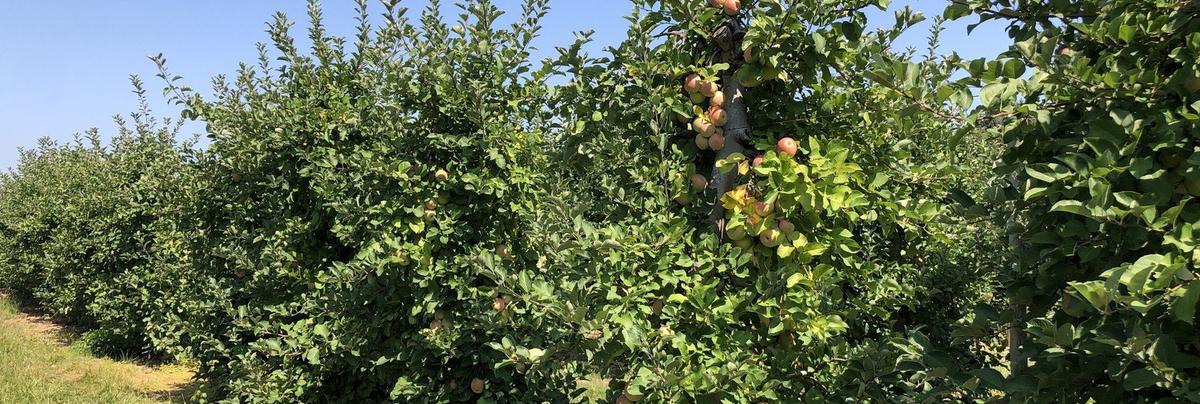 Fuji apple trees with ripening fruit