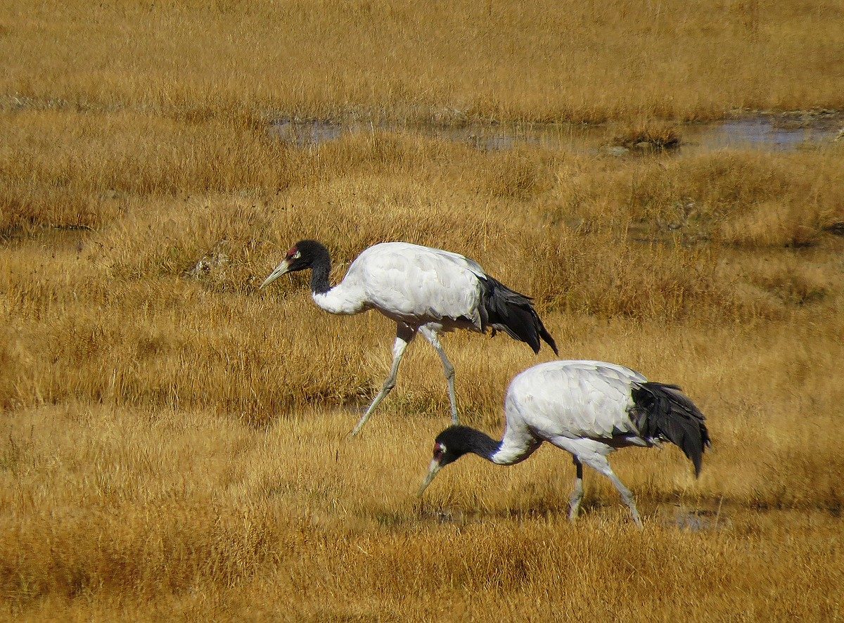 Two black-necked cranes walking in dry yellow grassland, grey bodies, black necks, red crowns