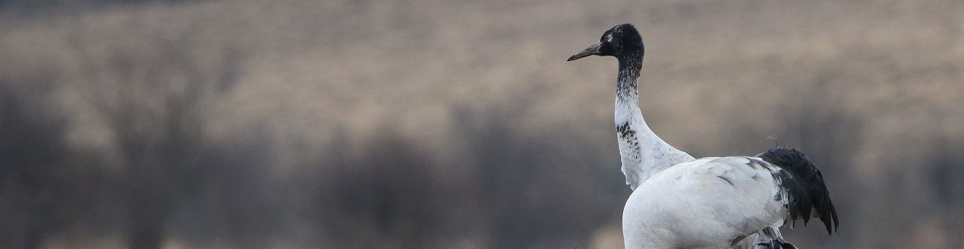Black-necked cranes standing in a marsh, one bending to feed