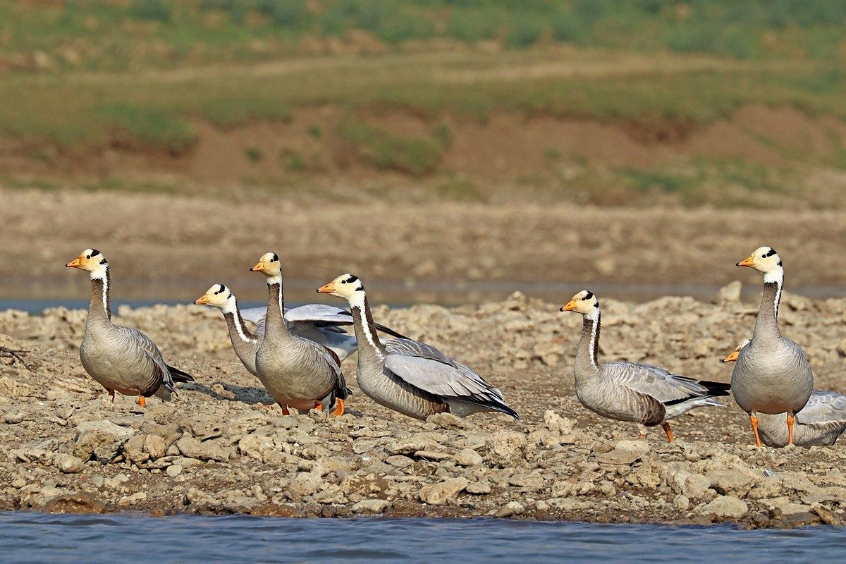 Bar-headed goose standing on grass: pale grey body, white face with two black bars over the crown