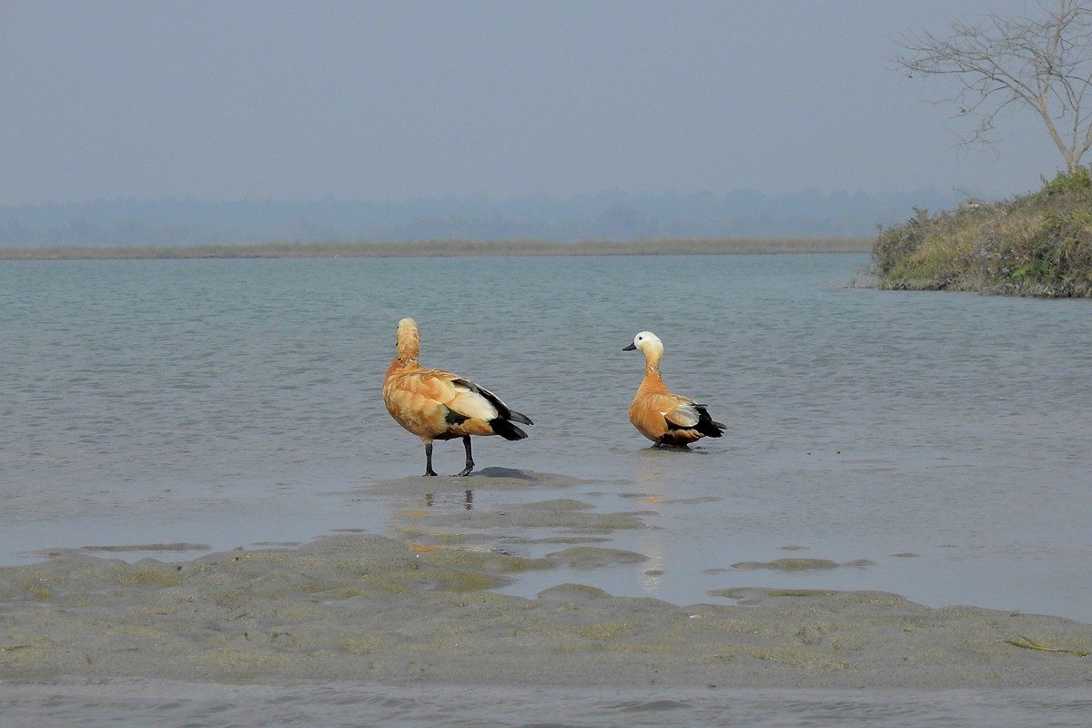 Ruddy shelduck on water: an orange-brown duck with a pale head