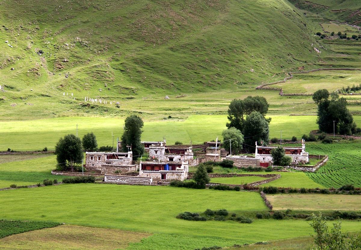 A Tibetan house in Daofu county: white walls, a red-brown upper storey, flat roof, standing in green barley fields under a wooded hillside
