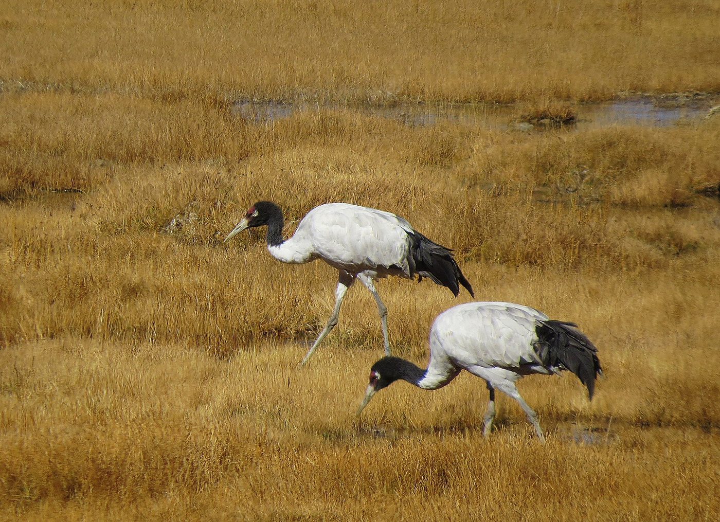 A pair of black-necked cranes feeding