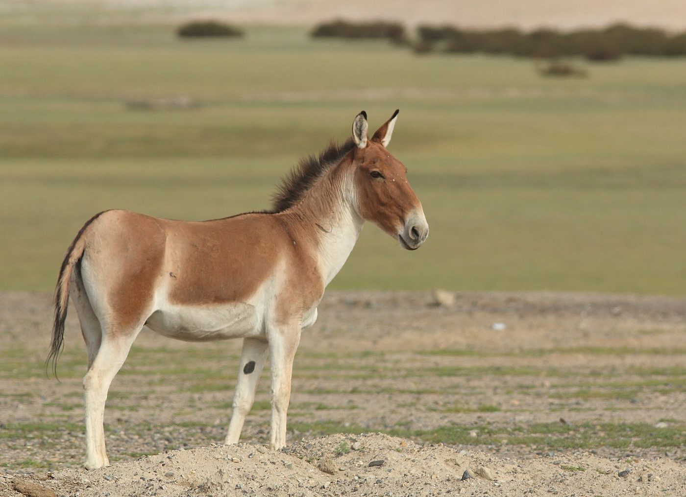 Kiang standing on a plain