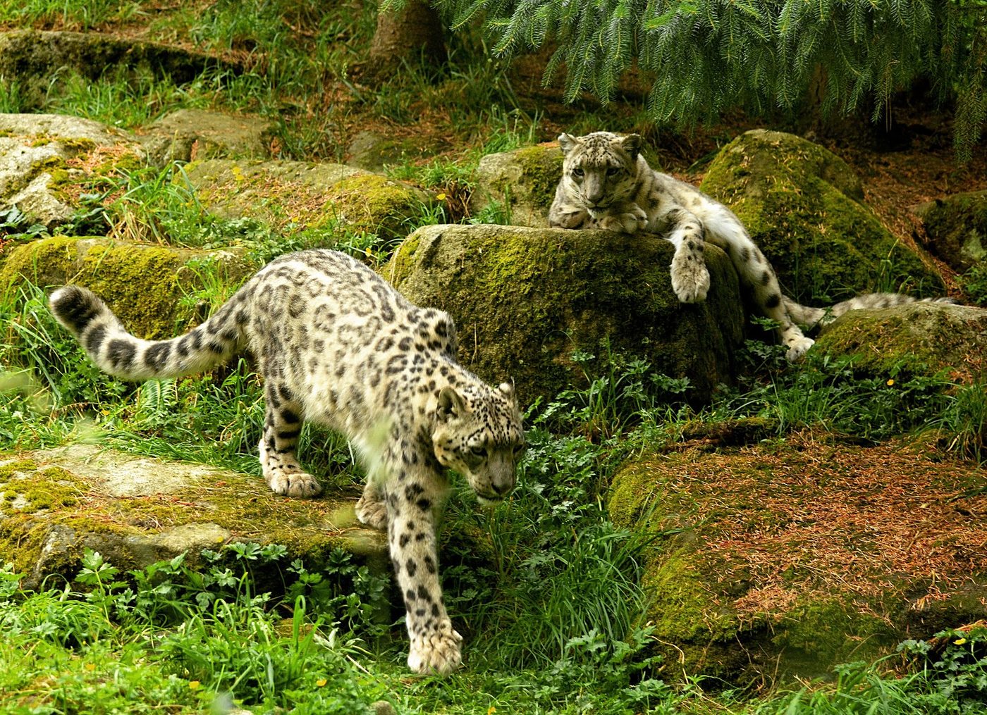 Two snow leopards on a rocky slope