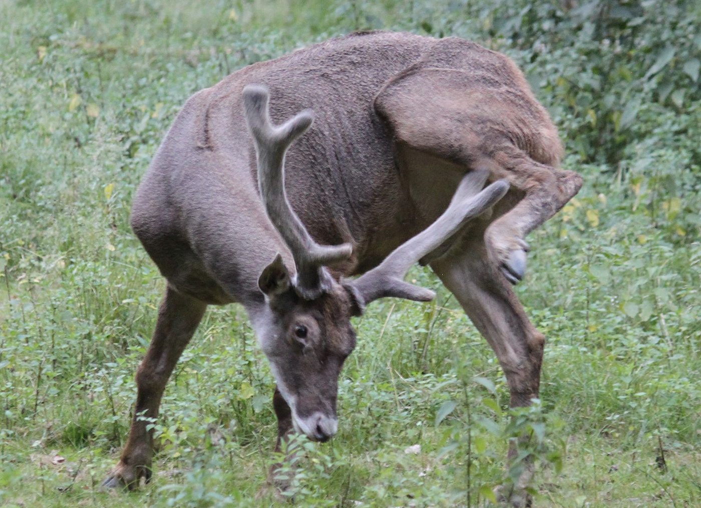 Male white-lipped deer grazing