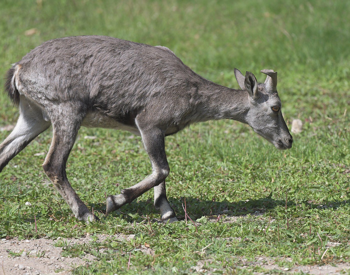 Blue sheep walking across open ground