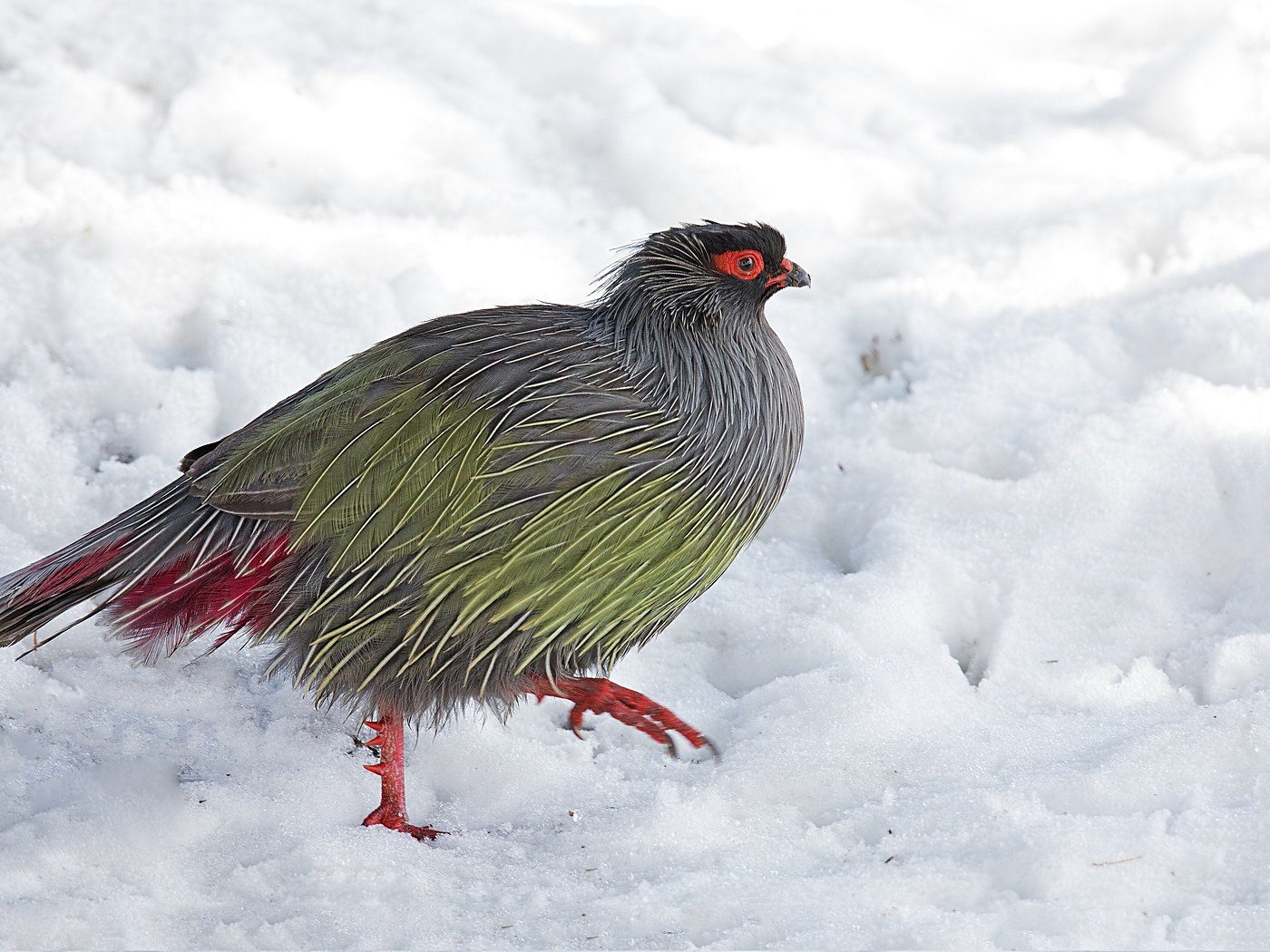 Blood pheasant standing in snow