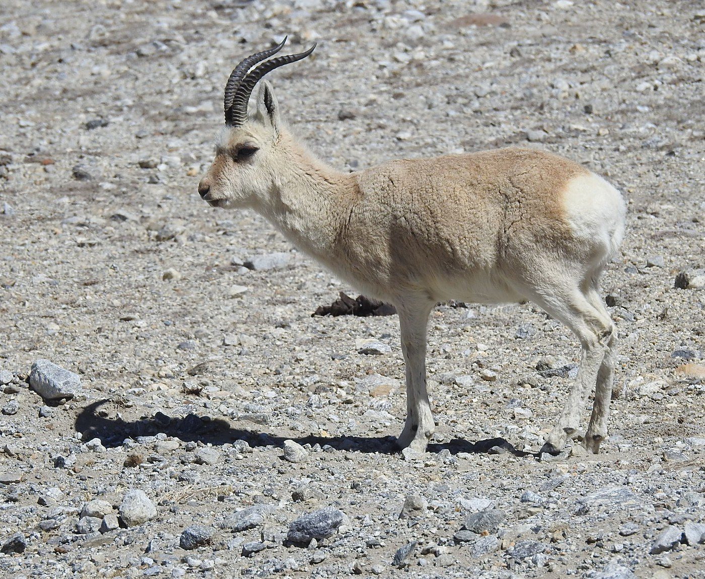 Tibetan gazelle standing on open ground