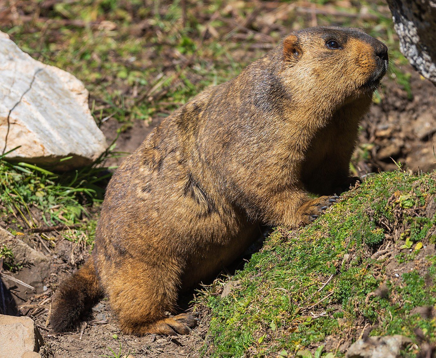 Himalayan marmot sitting upright on a rock