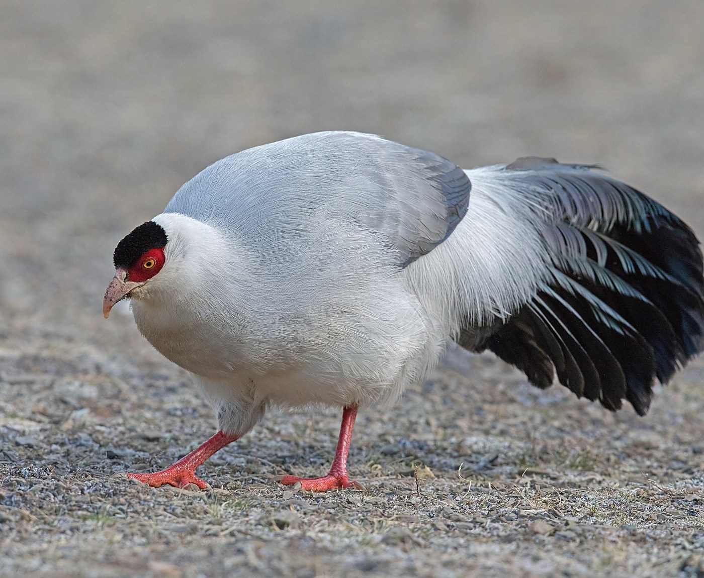 White eared pheasant standing on the ground