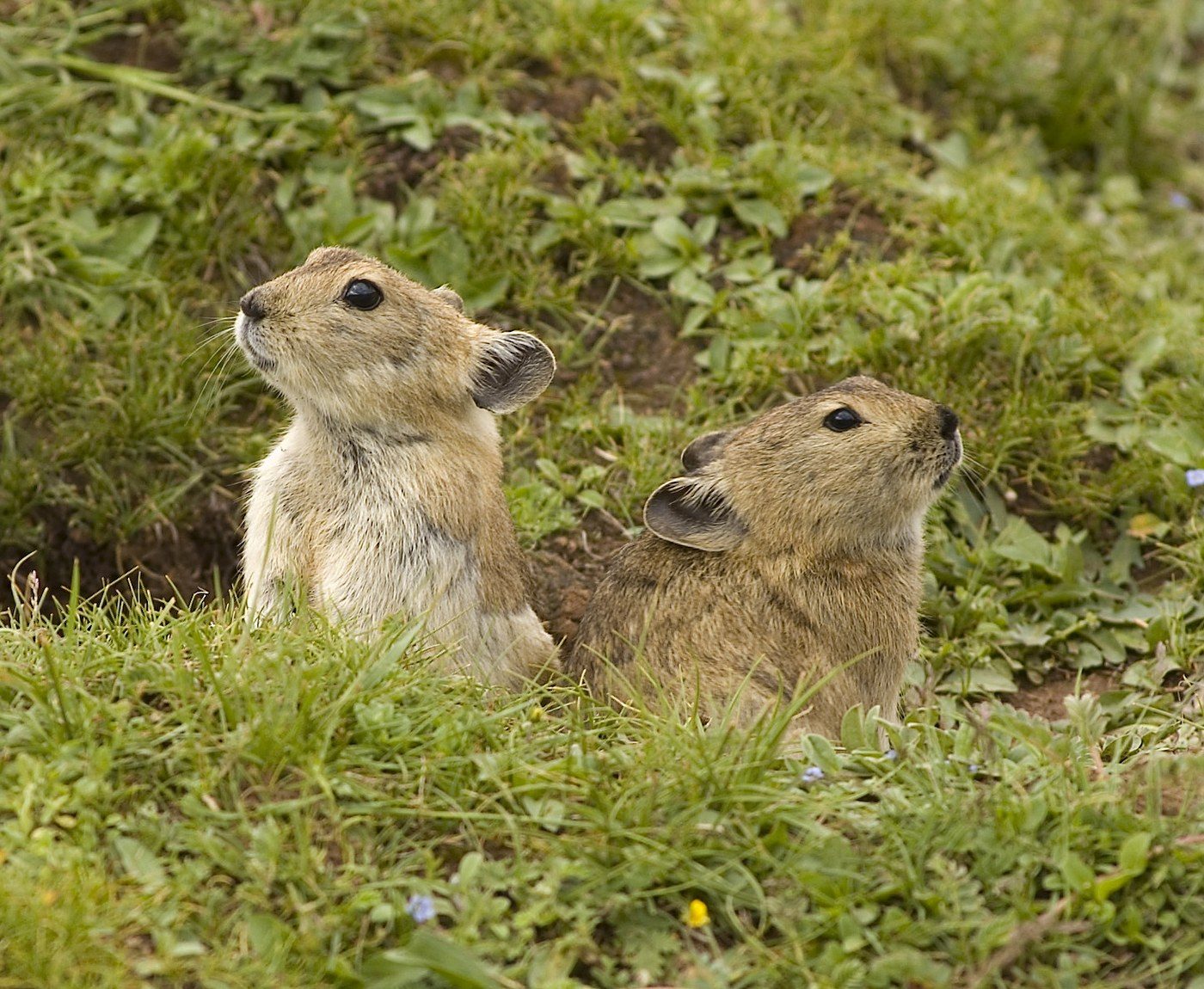 Two plateau pikas at the entrance to a burrow